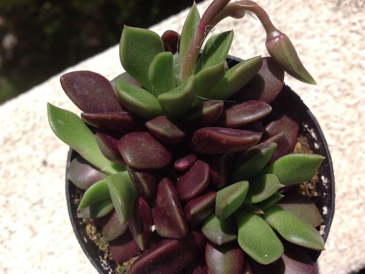 anacampseros rufescens succulent Anacampseros Rufescens (With Soil, Plant & Pot) – Kumaun Plants