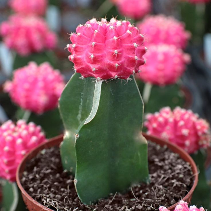 Moon Pink Cactus (With Soil, Plant & Pot)
