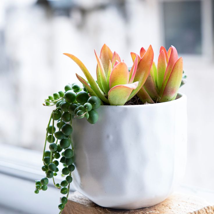 Combo (Bare Rooted) e