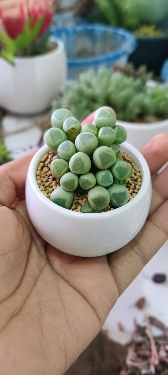 Fenestraria Baby Toes (Bare Rooted)