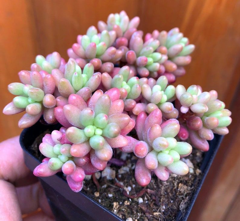 pink jelly bean succulent Pink Jelly Bean (Bare Rooted) – Kumaun Plants