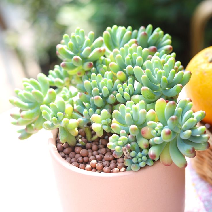 succulent banana plant SEDUM-BANANA (With Soil, Plant & Pot) – Kumaun Plants