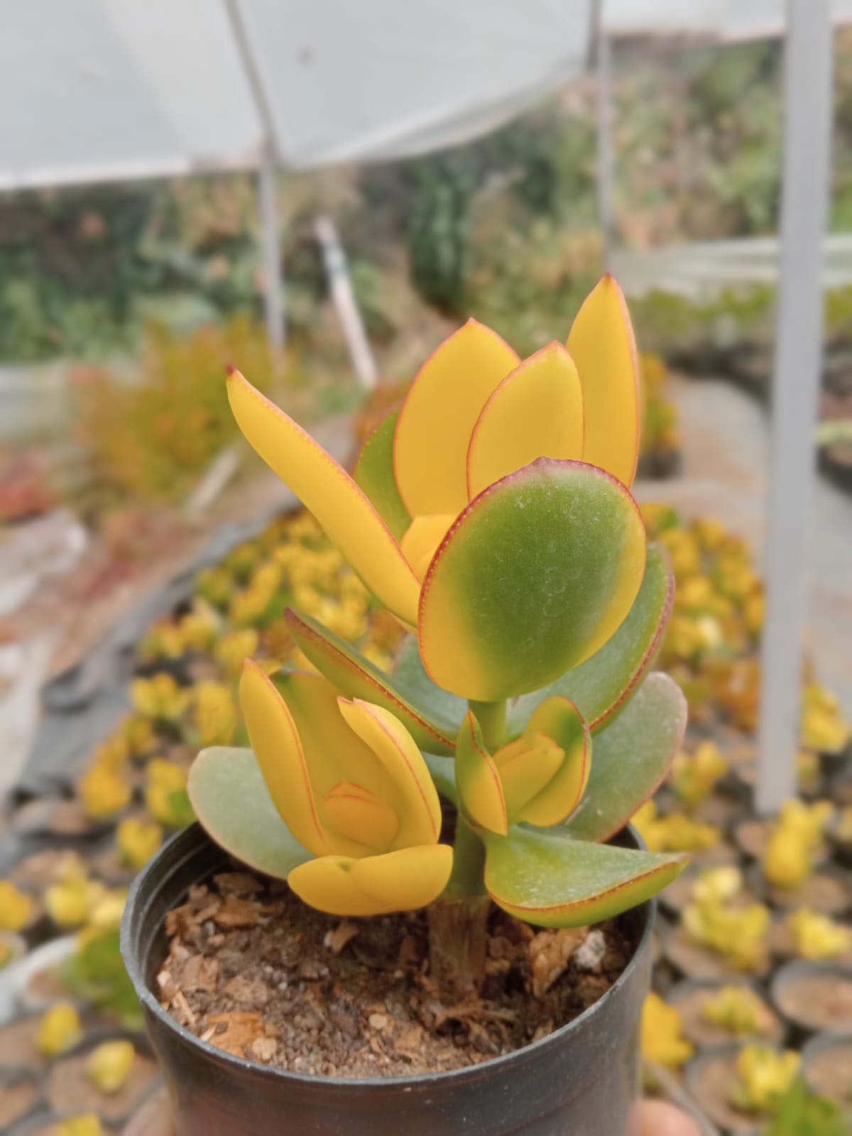 Cassula TriColor (Bare Rooted)