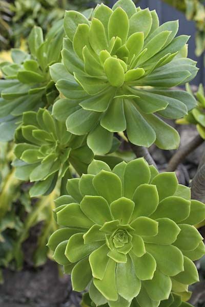 aeonium succulent plants Aeonium Green (With Soil, Plant & Pot) – Kumaun Plants