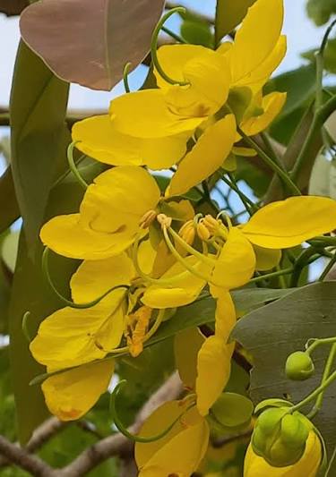 Cassia Dentalia (Hybrid Seeds)