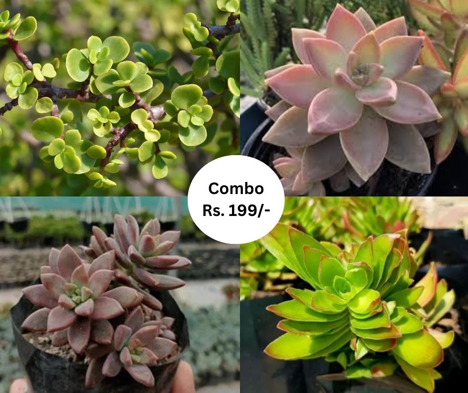 Combo 04 (Bare Rooted)