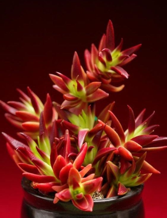 Red Campfire (Bare Rooted)
