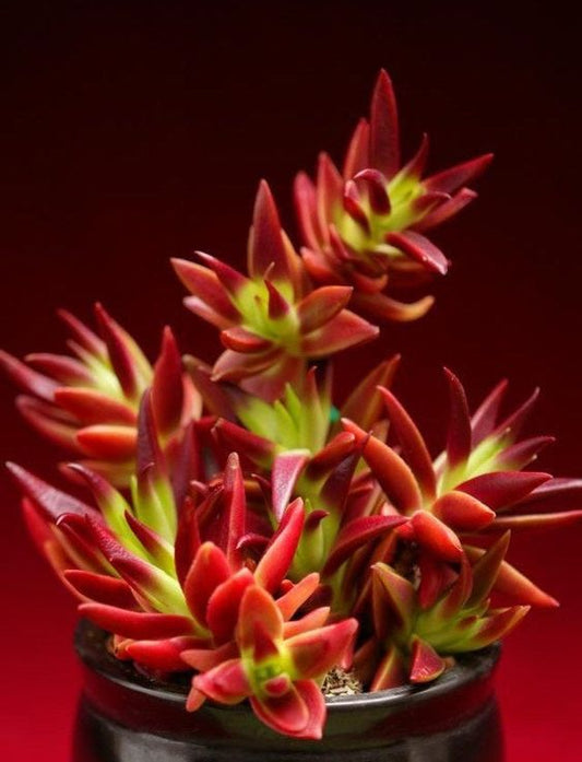 Red Campfire (Bare Rooted)