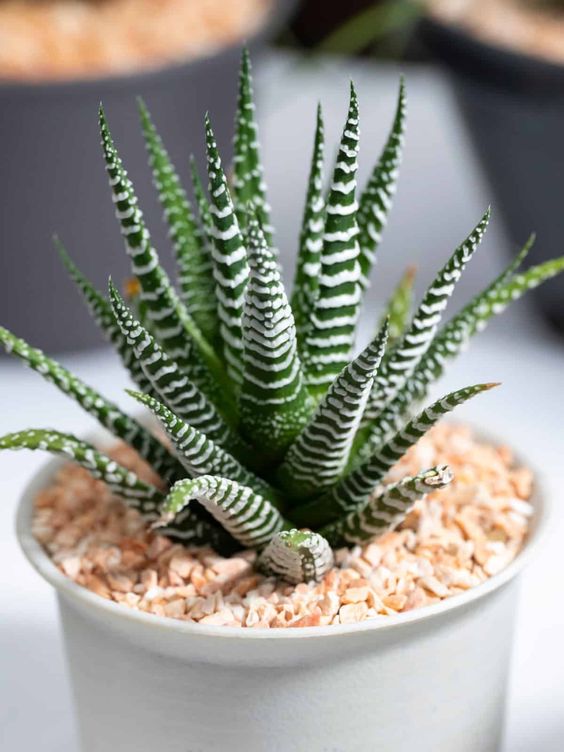 Haworthia Zebra (Bare Rooted)