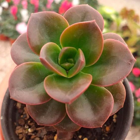 melaco succulent Echeveria Melaco (With Soil, Plant & Pot) – Kumaun Plants