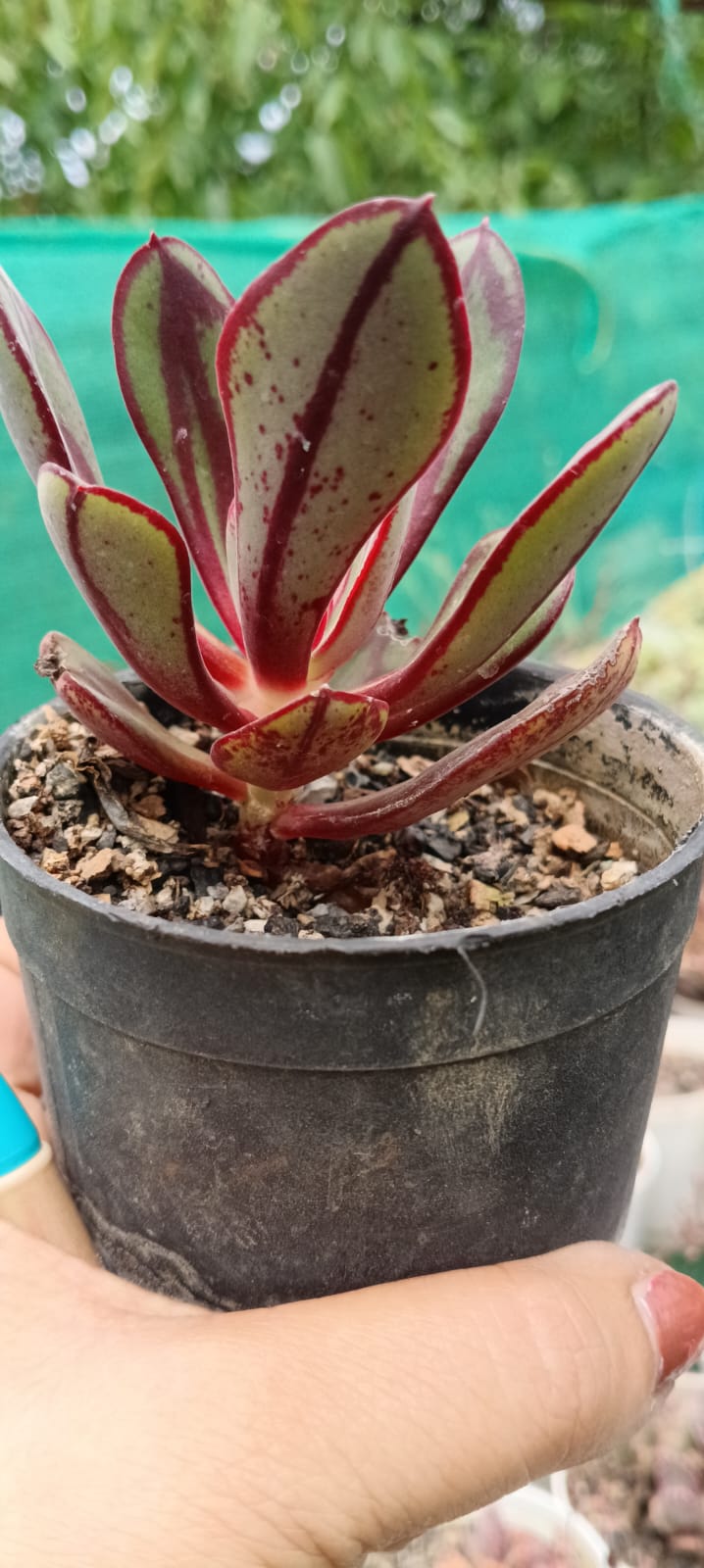 Echeveria Nodulosa (Bare Rooted)