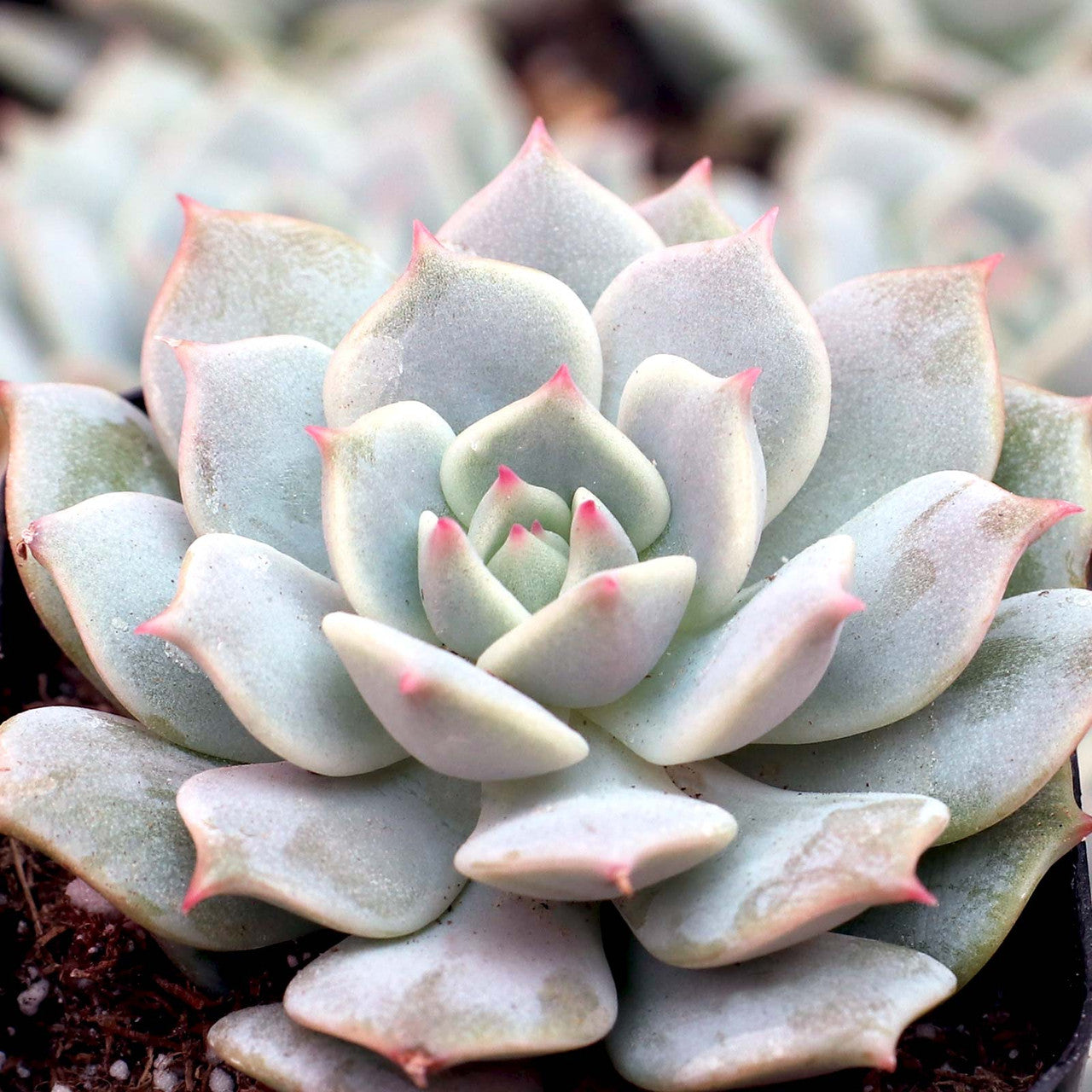 hay pot plant Echeveria Captain Hay (With Soil, Plant & Pot) – Kumaun Plants