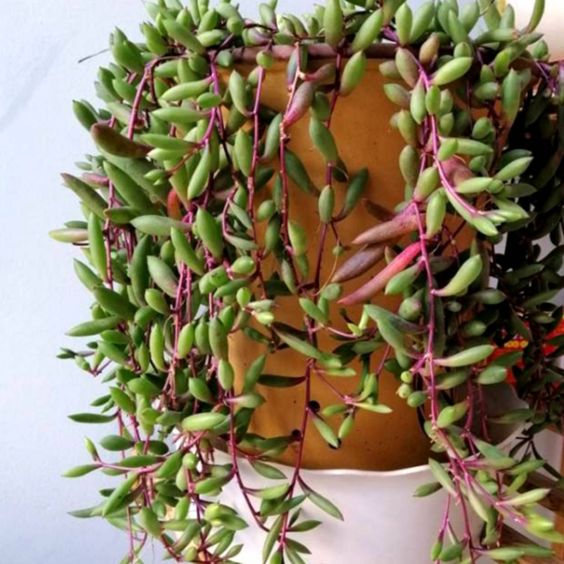 necklace plant succulent Othonna Capensis (Ruby Necklace) (With Soil, Plant & Pot) – Kumaun Plants