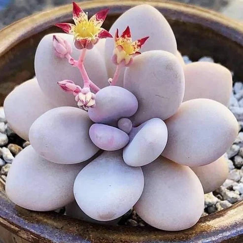 Pachyphytum Oviferum (With Soil, Plant & Pot)
