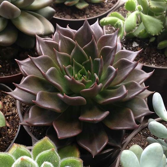 Vishnu Kamal (Bare Rooted)