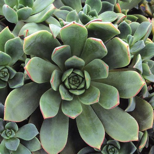 Aeonium Haworthii (With Soil, Plant & Pot)
