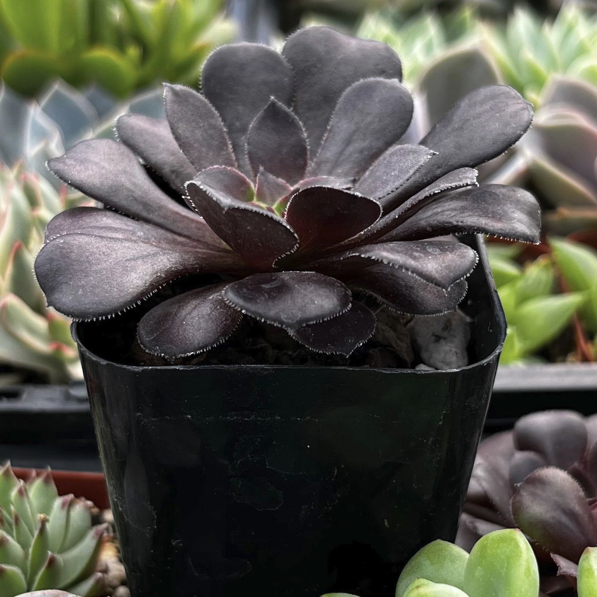 Aeonium Black Rose (Bare Rooted)