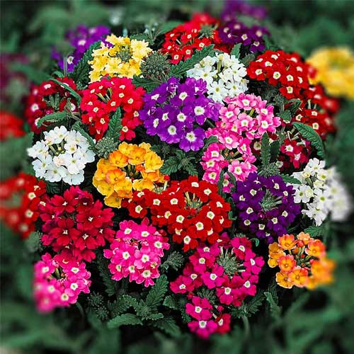 Verbena (Hybrid Seeds)