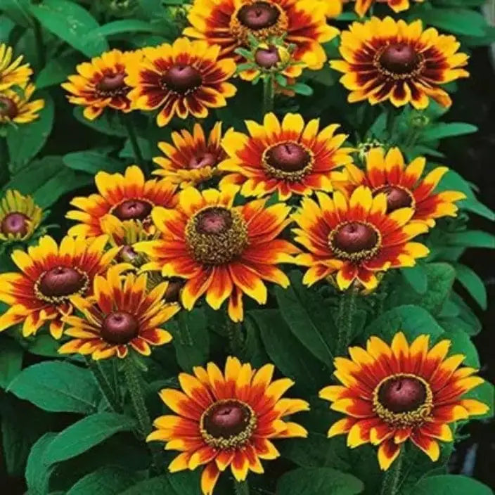 Rudbeckia Dwarf (Hybrid Seeds)