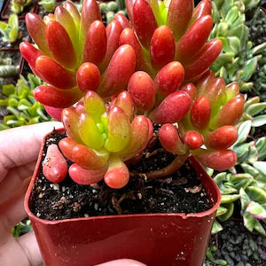 Pink jelly bean (Bare Rooted)