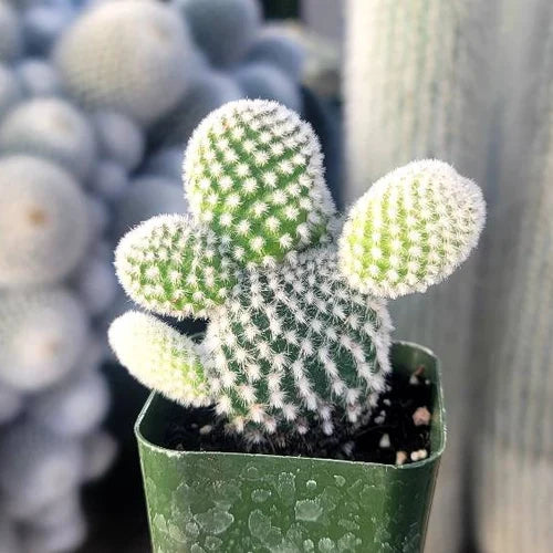 Bunny Ear White Cactus (Bare Rooted)