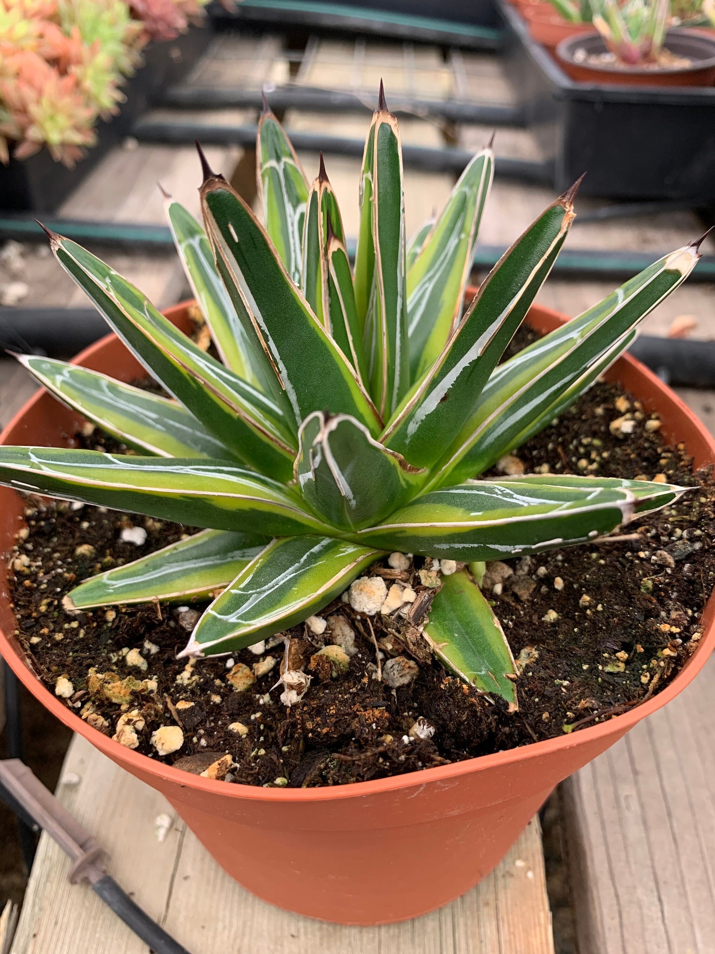 Variegated Queen Victoria Agave (Bare Rooted)