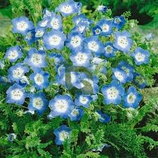 Nemophila (Hybrid Seeds)