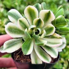 Variegated Aeonium Arboreum (Bare Rooted)