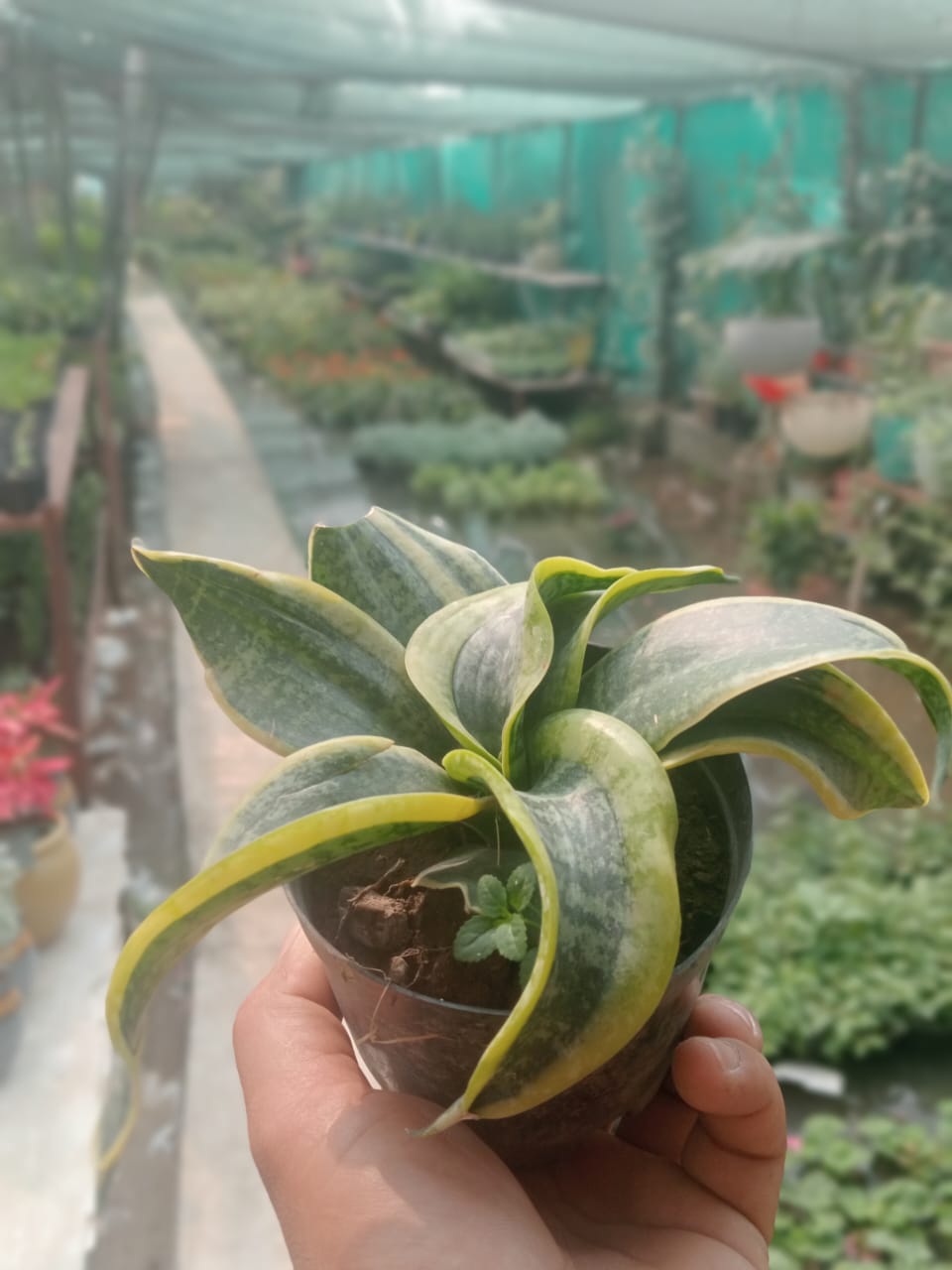 Sansveria Dwarf Round (Bare Rooted)