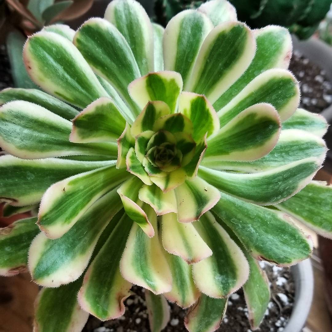 aeonium potting mix Variegated Aeonium Arboreum (With Soil, Plant & Pot) – Kumaun Plants