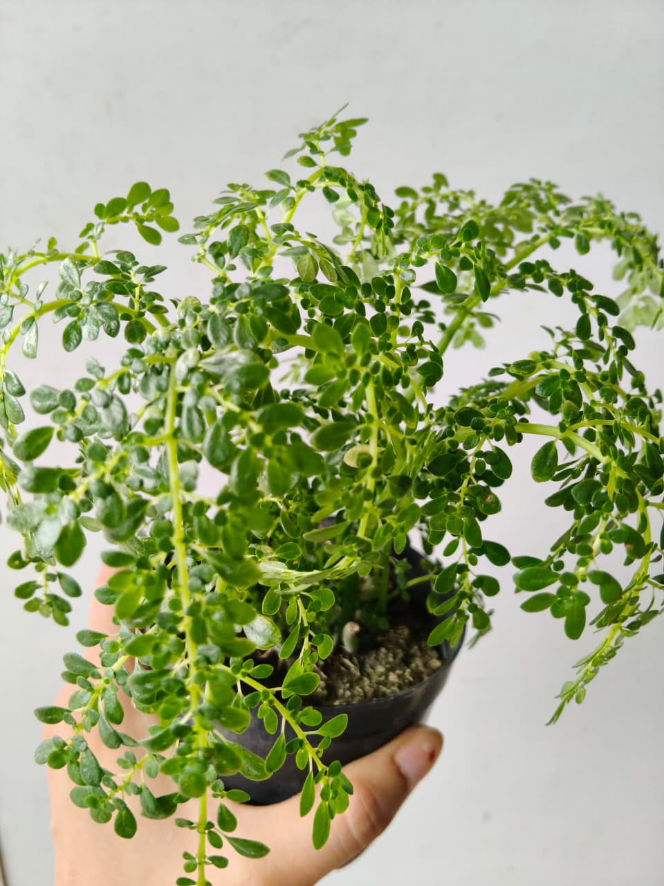 Pilea Microphylla (Bare Rooted)