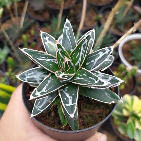 Queen Victoria Agave (With Soil, Plant & Pot)