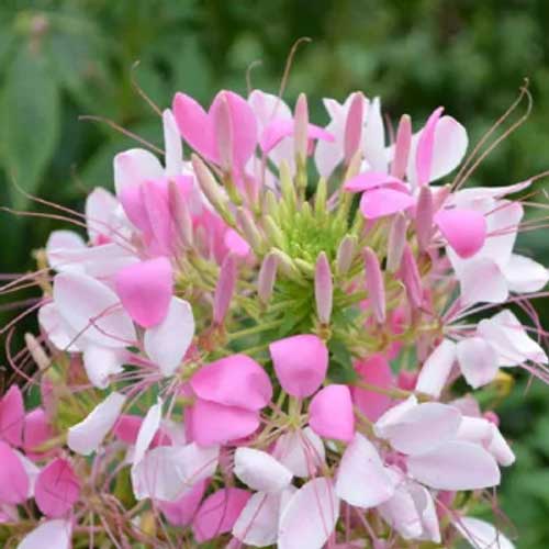 Cleome Spindosa Mix (Hybrid Seeds)
