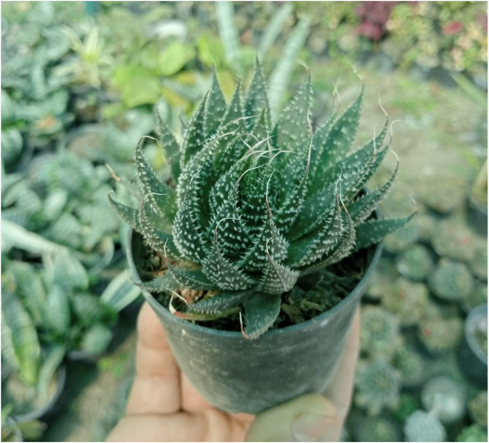 aloe aristata succulent plant Aloe Aristata (With Soil, Plant & Pot) – Kumaun Plants