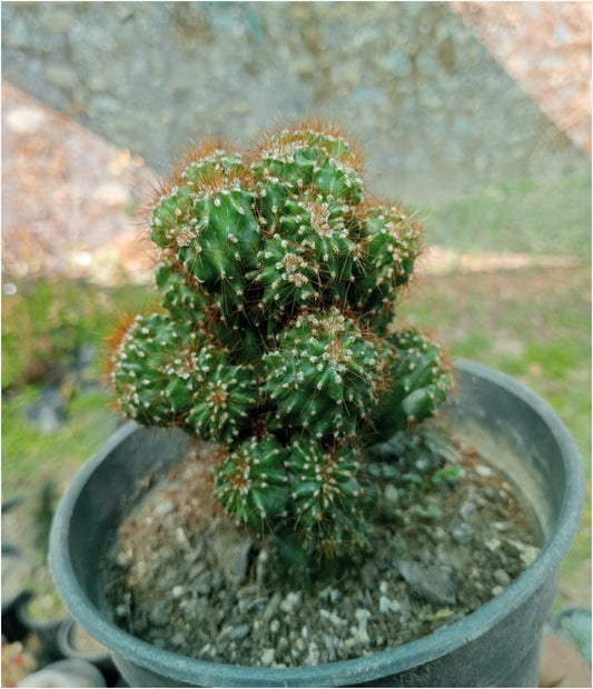 Buy Boxer Cactus  (bare rooted)
