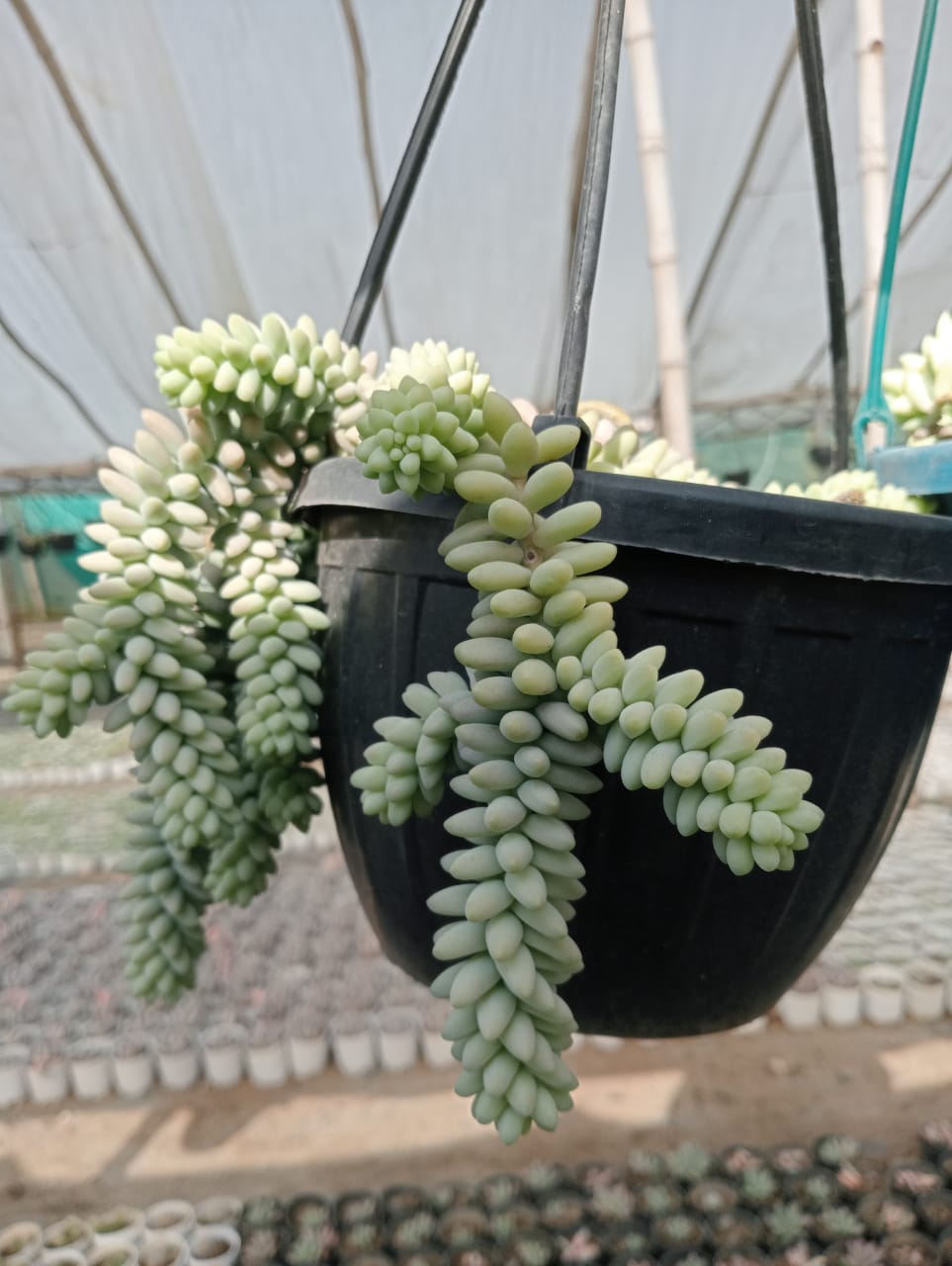 donkey succulent cactus plant Donkey Tail (With Soil, Plant & Pot) – Kumaun Plants