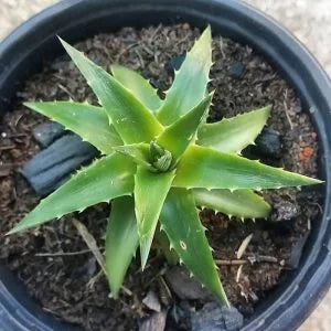 dyckia succulent Dyckia Brevifolia (With Soil, Plant & Pot) – Kumaun Plants