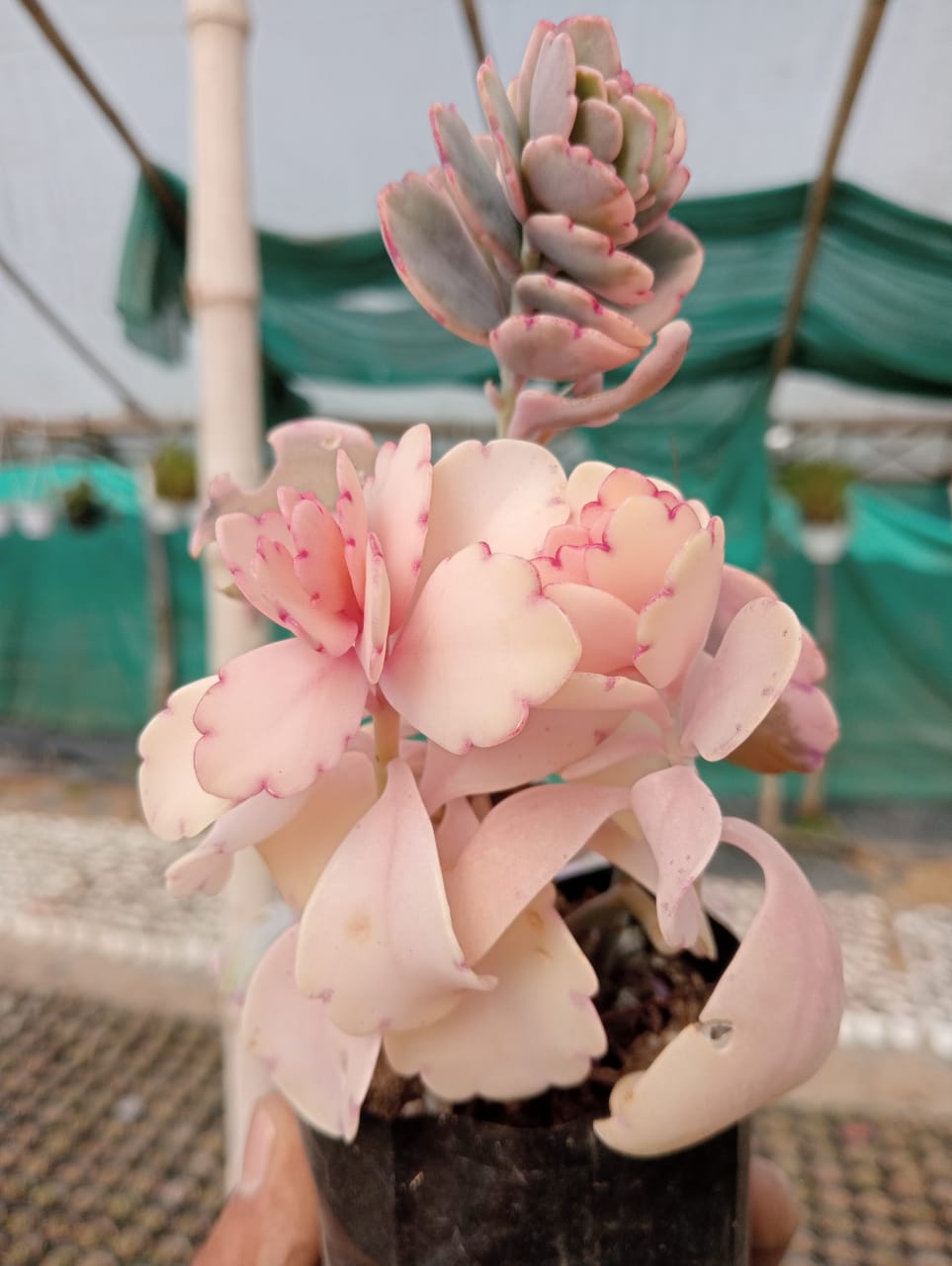 kalanchoe fedtschenkoi succulent Kalanchoe Fedtschenkoi (Bare Rooted) – Kumaun Plants