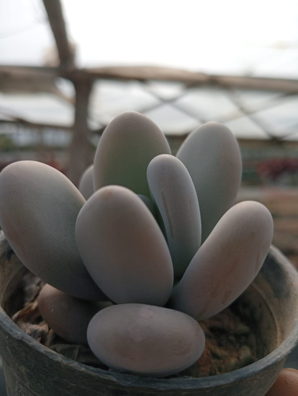 Moonstone (Bare Rooted)