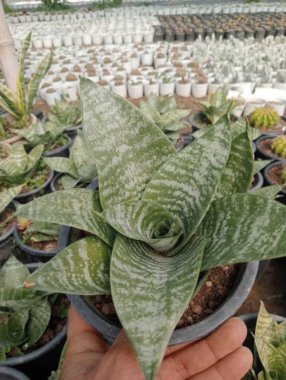 sansevieria soil SANSEVERIA DWARF (With Soil, Plant & Pot) – Kumaun Plants
