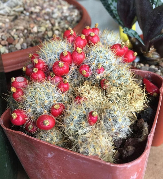 MAMMILLARIA-SPP (Bare Rooted)