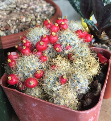 MAMMILLARIA-SPP (bare rooted)