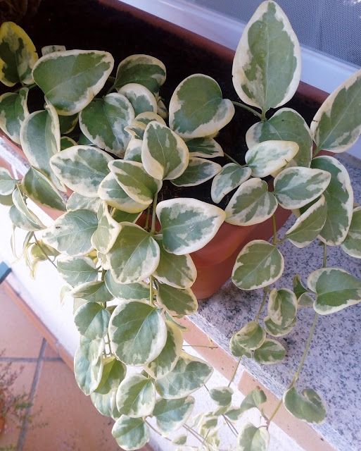 Vinca Major Variegata (With Soil, Plant & Pot)