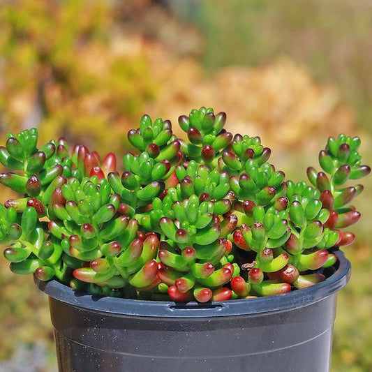 Sedum Rubrotinctum (With Soil, Plant & Pot)