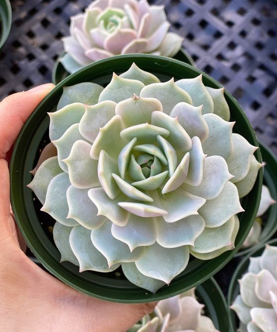 Echeveria Lola (Bare Rooted)