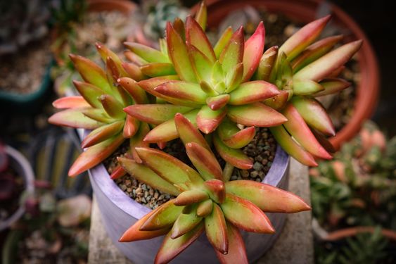 Sedum Nussbaumerianum (Bare Rooted)