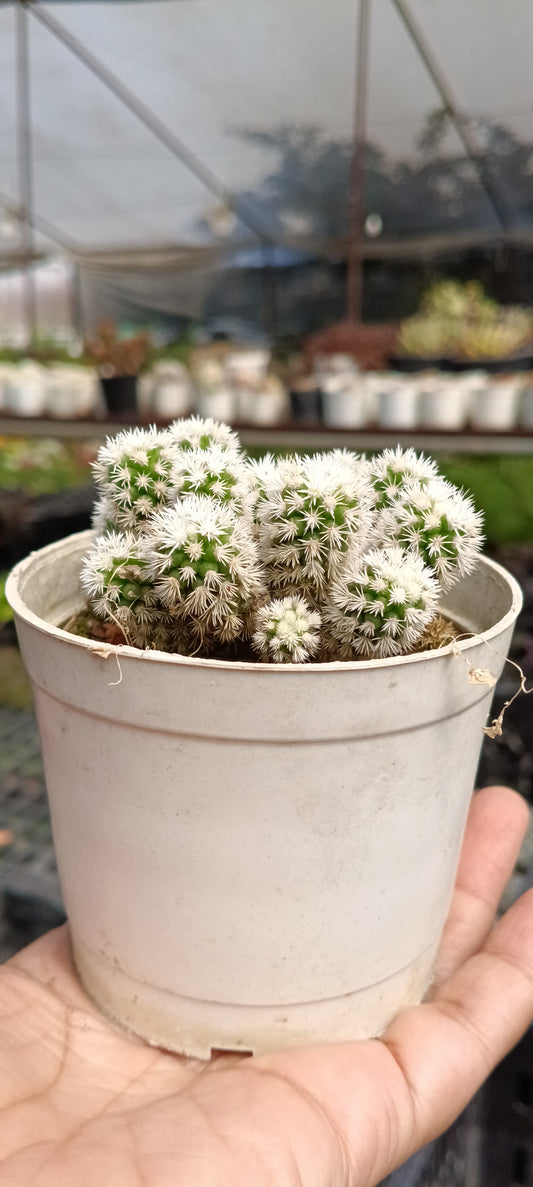 Arizona Snowcap cactus (With Soil, Plant & Pot)