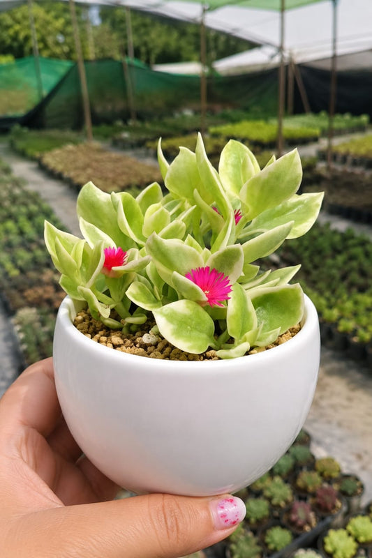 Variegated Baby Sun Rose (With Soil, Plant & Pot)