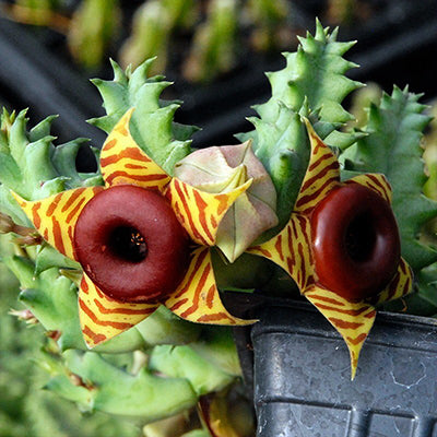 Huernia Zebrina  ((With Soil, Plant & Pot)