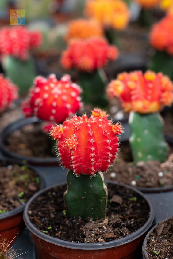 Moon Red Cactus (Bare Rooted)